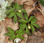 Wood anemone